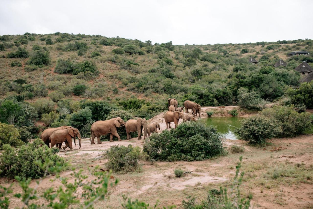 Bukela Game Lodge - שמורת הטבע אמקאלה מראה חיצוני תמונה